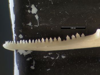 Media type: image;   Herpetology R-102082